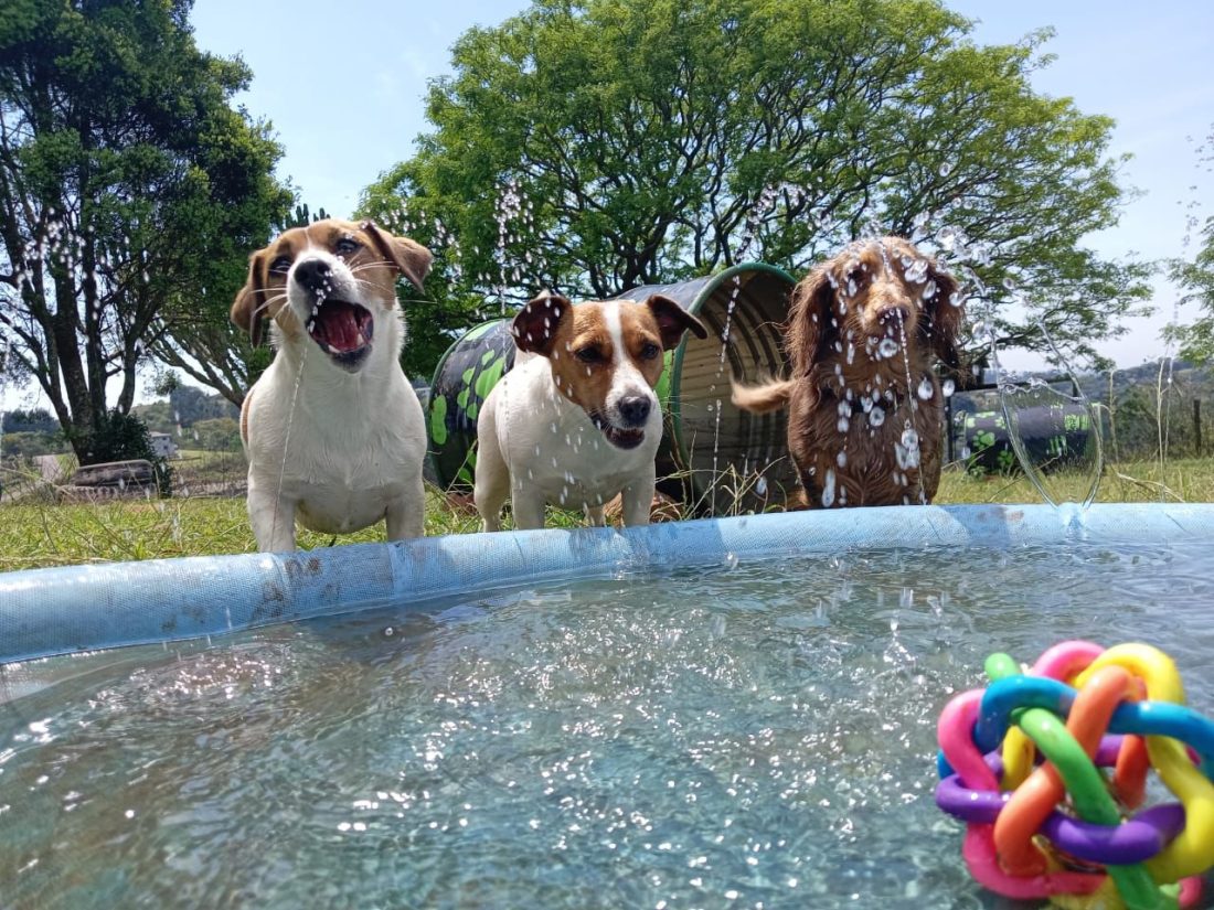 Luxury dog hotel in South Africa featuring comfortable pet suites and outdoor play areas.