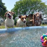 Luxury dog hotel in South Africa featuring comfortable pet suites and outdoor play areas.