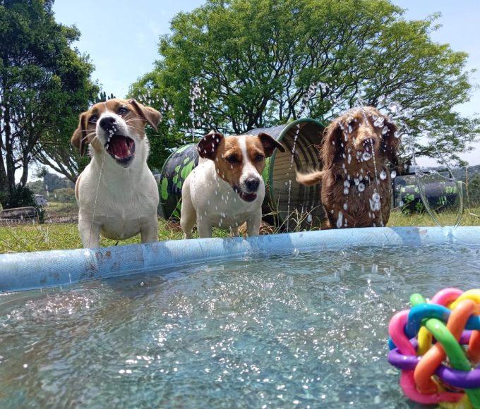 Luxury dog hotel in South Africa featuring comfortable pet suites and outdoor play areas.