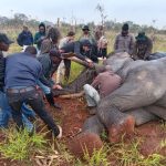 An elephant wearing a satellite tracking collar near Kruger National Park.
