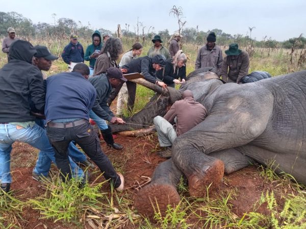 An elephant wearing a satellite tracking collar near Kruger National Park.