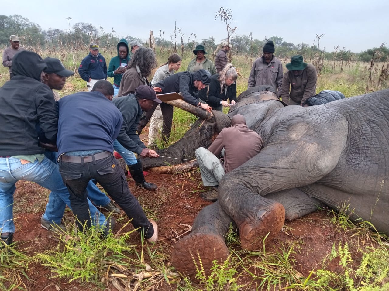 An elephant wearing a satellite tracking collar near Kruger National Park.
