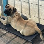 Bentley, Nimbus, Biscuit, Victoria and Beatrice featured in the Pet Pals section.
