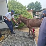 Wilbur the rescued donkey enjoying life at his new home after rehabilitation.
