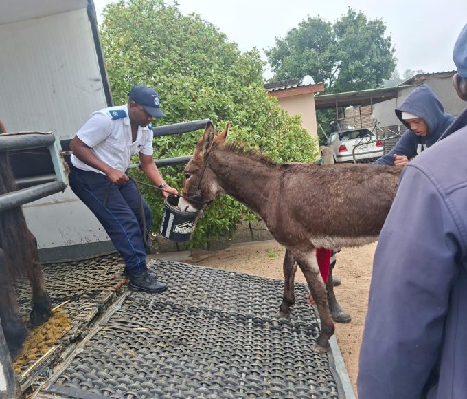 Wilbur the rescued donkey enjoying life at his new home after rehabilitation.