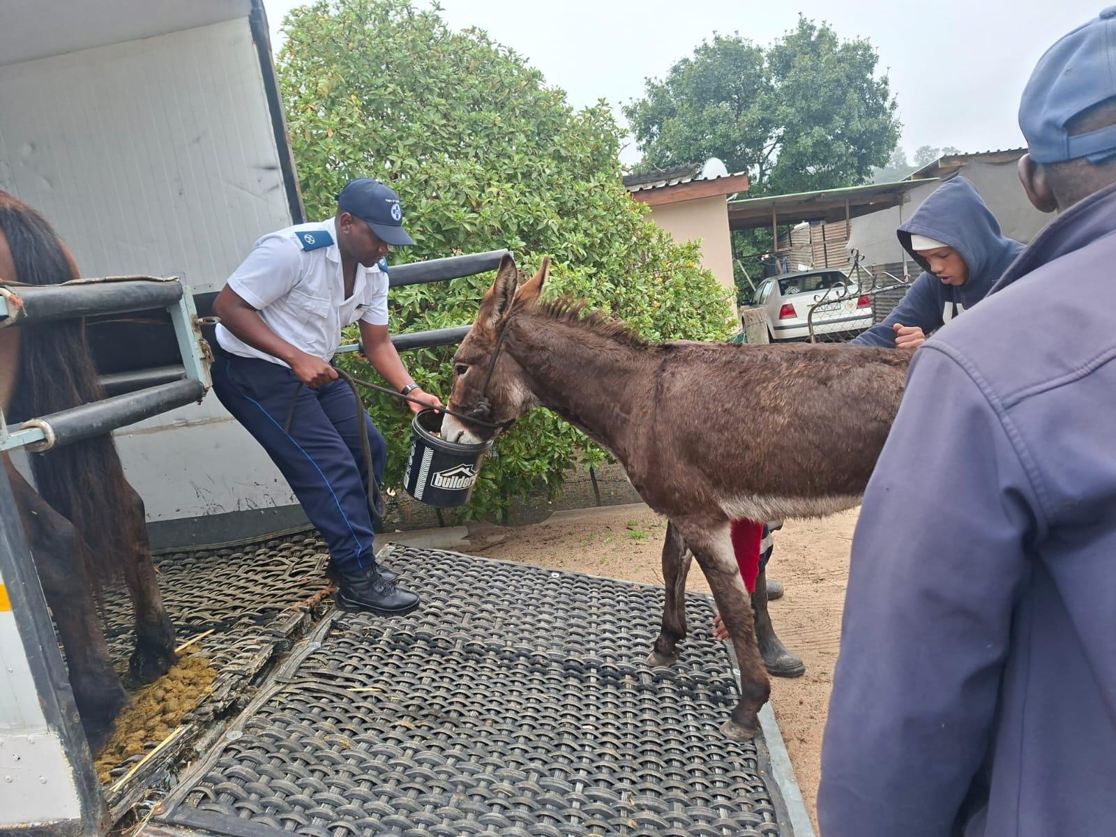 Wilbur the rescued donkey enjoying life at his new home after rehabilitation.