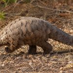 Percival the rescued Temminck's pangolin receiving specialist care after being rescued from wildlife traffickers.