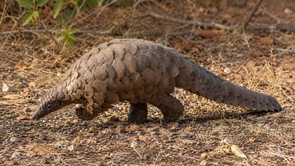 Percival the rescued Temminck's pangolin receiving specialist care after being rescued from wildlife traffickers.