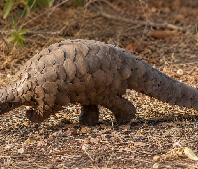 Percival the rescued Temminck's pangolin receiving specialist care after being rescued from wildlife traffickers.