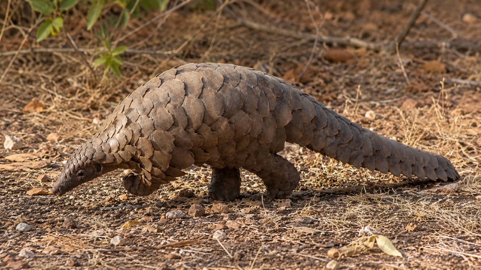 Percival the rescued Temminck's pangolin receiving specialist care after being rescued from wildlife traffickers.