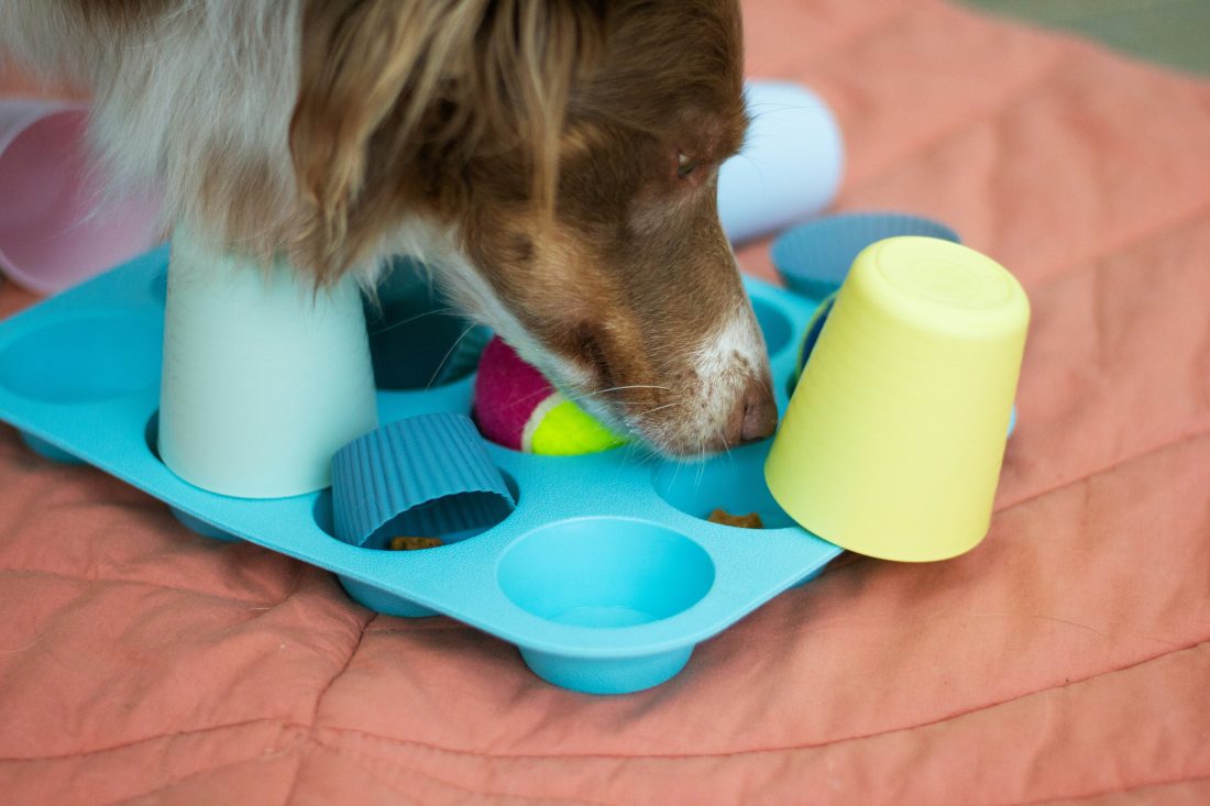 A dog and cat playing with homemade enrichment toys made from household items.