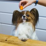 A dog looking at a piece of cheese while sitting beside its owner.