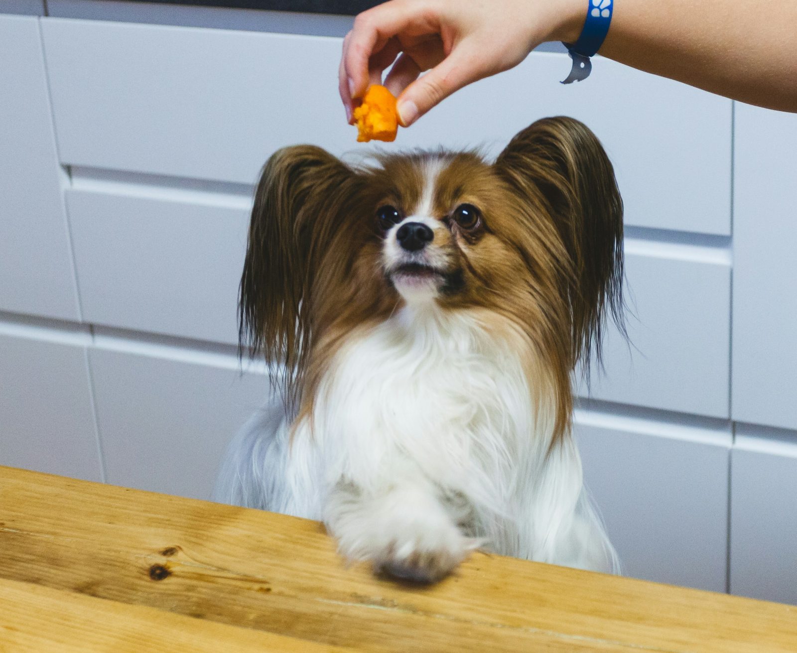A dog looking at a piece of cheese while sitting beside its owner.