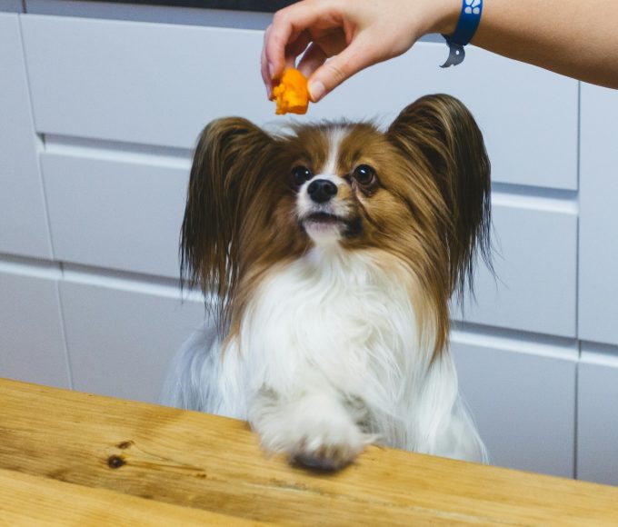 A dog looking at a piece of cheese while sitting beside its owner.