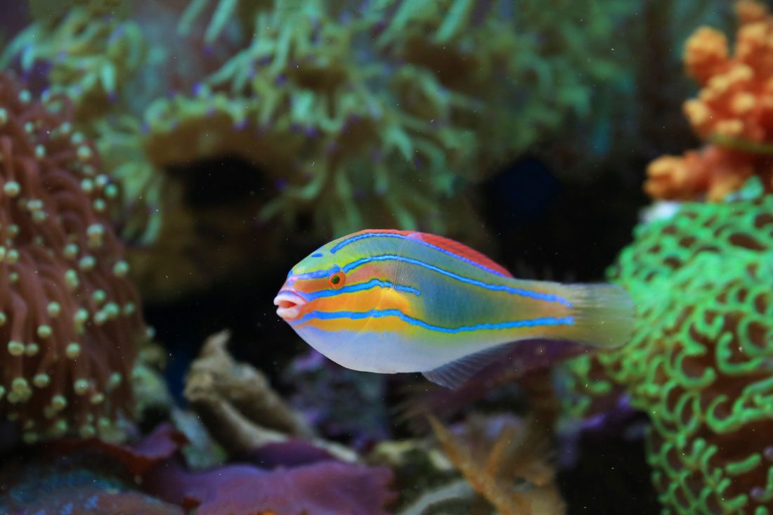 Healthy tropical fish swimming in a well-maintained home aquarium.