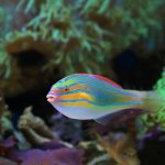 Healthy tropical fish swimming in a well-maintained home aquarium.