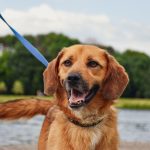 Dog wearing a leash during a safe outdoor walk with its owner.