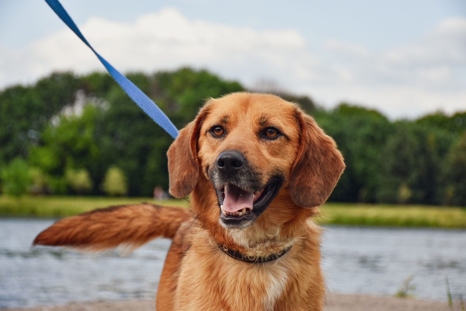 Dog wearing a leash during a safe outdoor walk with its owner.