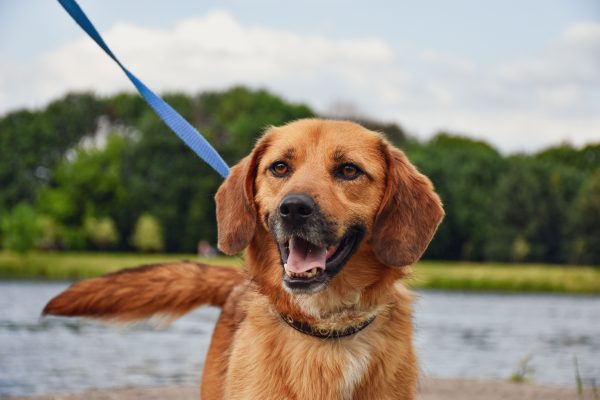 Dog wearing a leash during a safe outdoor walk with its owner.