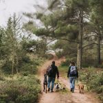 Dog walking on a hiking trail in Johannesburg with trees and open parkland in the background.