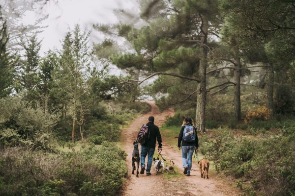 Dog walking on a hiking trail in Johannesburg with trees and open parkland in the background.