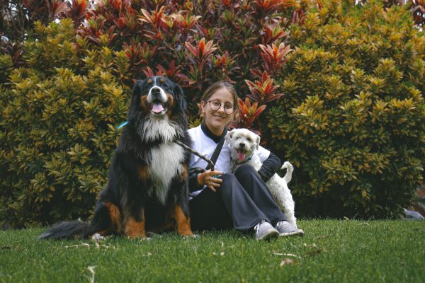 A pet sitter spending time with a dog and cat in a family home.