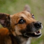 Volunteers supporting animal welfare initiatives during Mandela Day in Cape Town