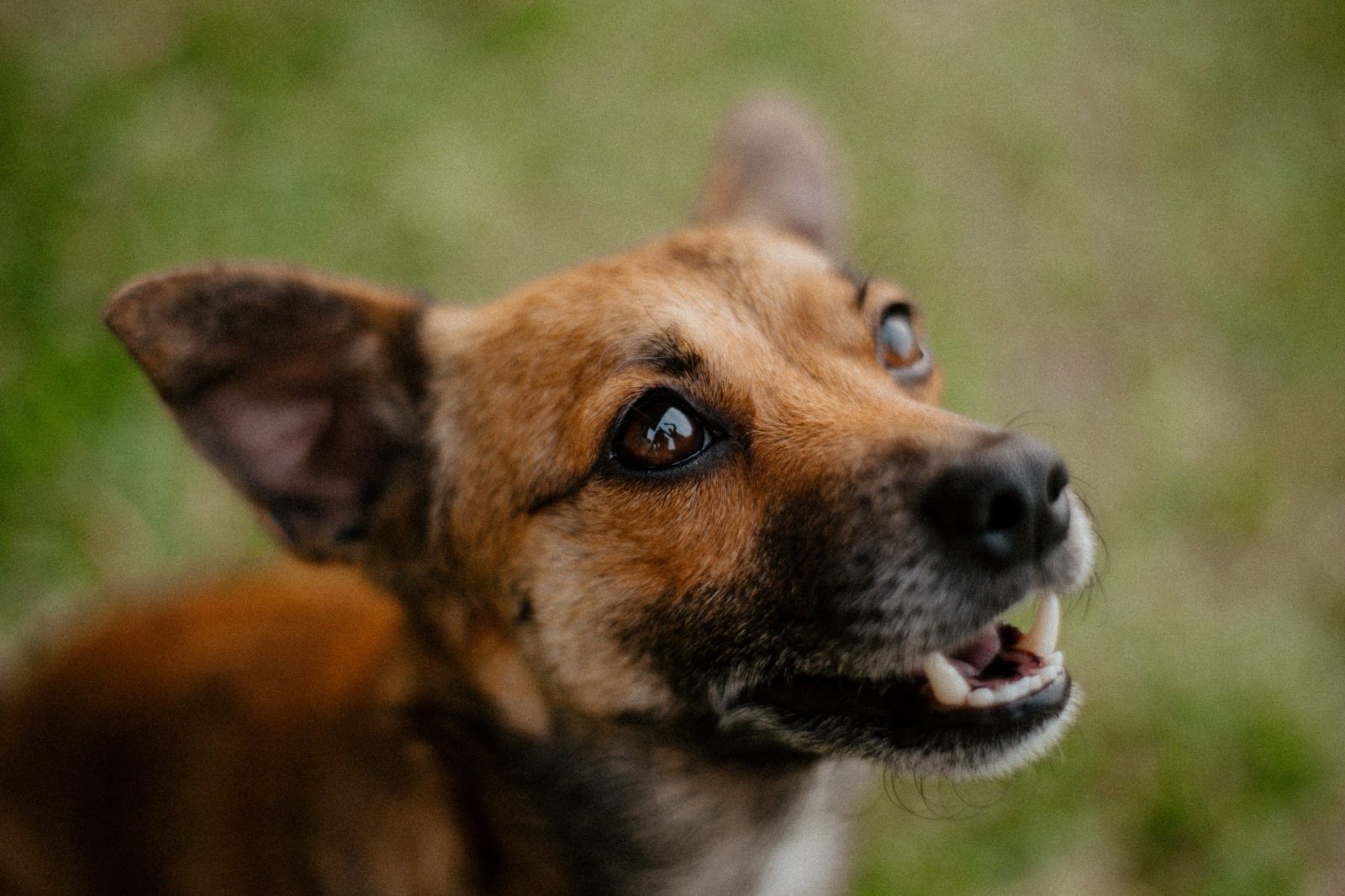 Volunteers supporting animal welfare initiatives during Mandela Day in Cape Town