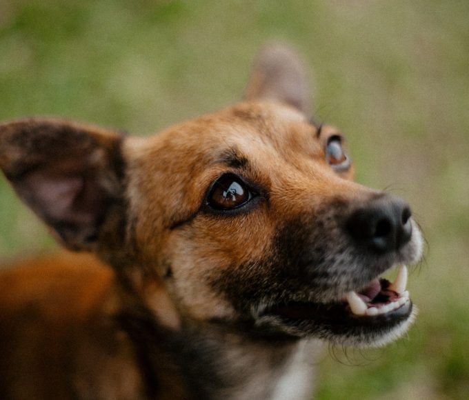 Volunteers supporting animal welfare initiatives during Mandela Day in Cape Town