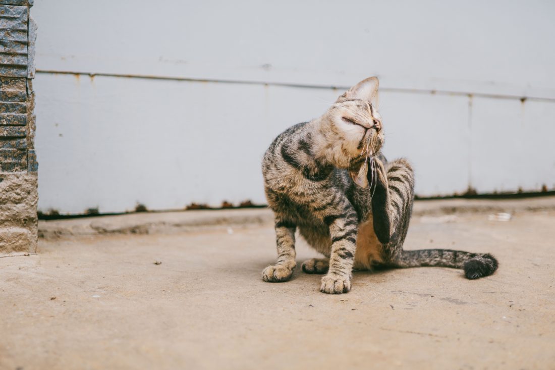 A dog and cat wearing flea and tick protection while outdoors.