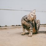 A dog and cat wearing flea and tick protection while outdoors.
