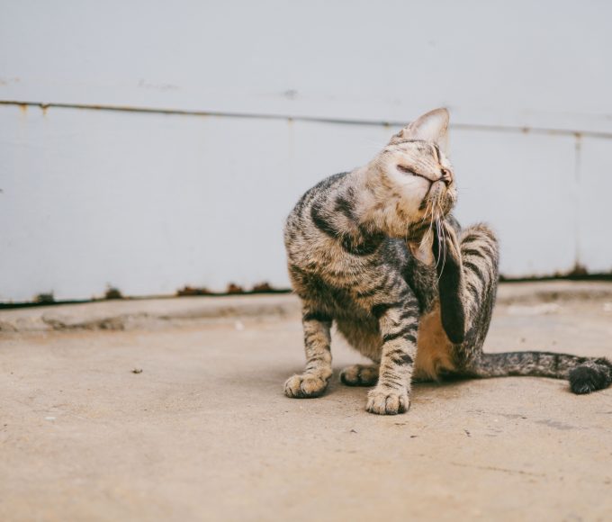 A dog and cat wearing flea and tick protection while outdoors.