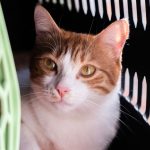 New cat exploring its home with essential supplies nearby