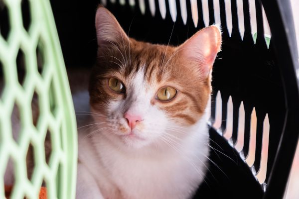 New cat exploring its home with essential supplies nearby