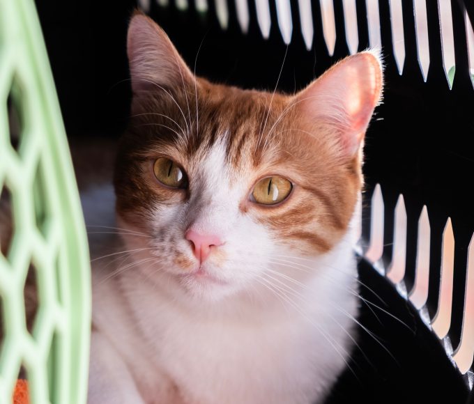 New cat exploring its home with essential supplies nearby