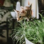 Curious dog and cat sitting near common household items that may be toxic to pets.