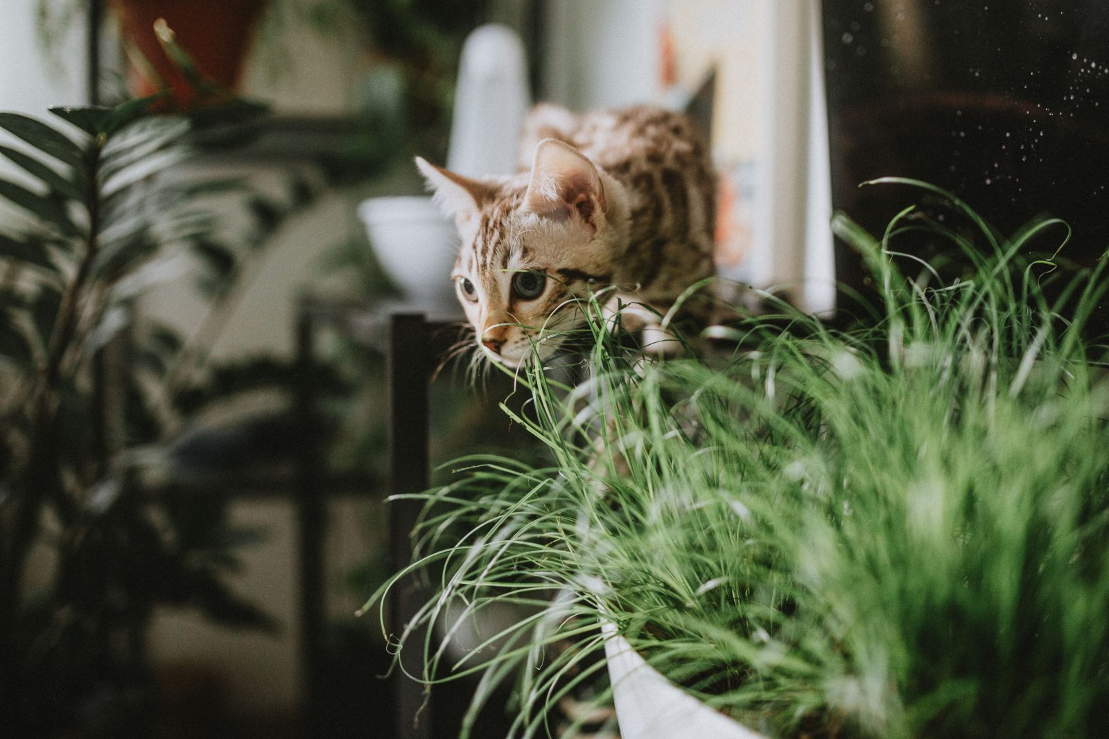 Curious dog and cat sitting near common household items that may be toxic to pets.