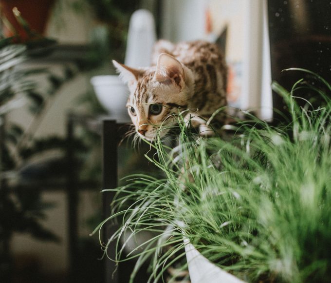 Curious dog and cat sitting near common household items that may be toxic to pets.