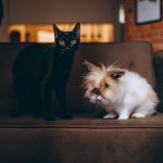 Pet owner choosing between a dog, cat, rabbit, fish and reptile.