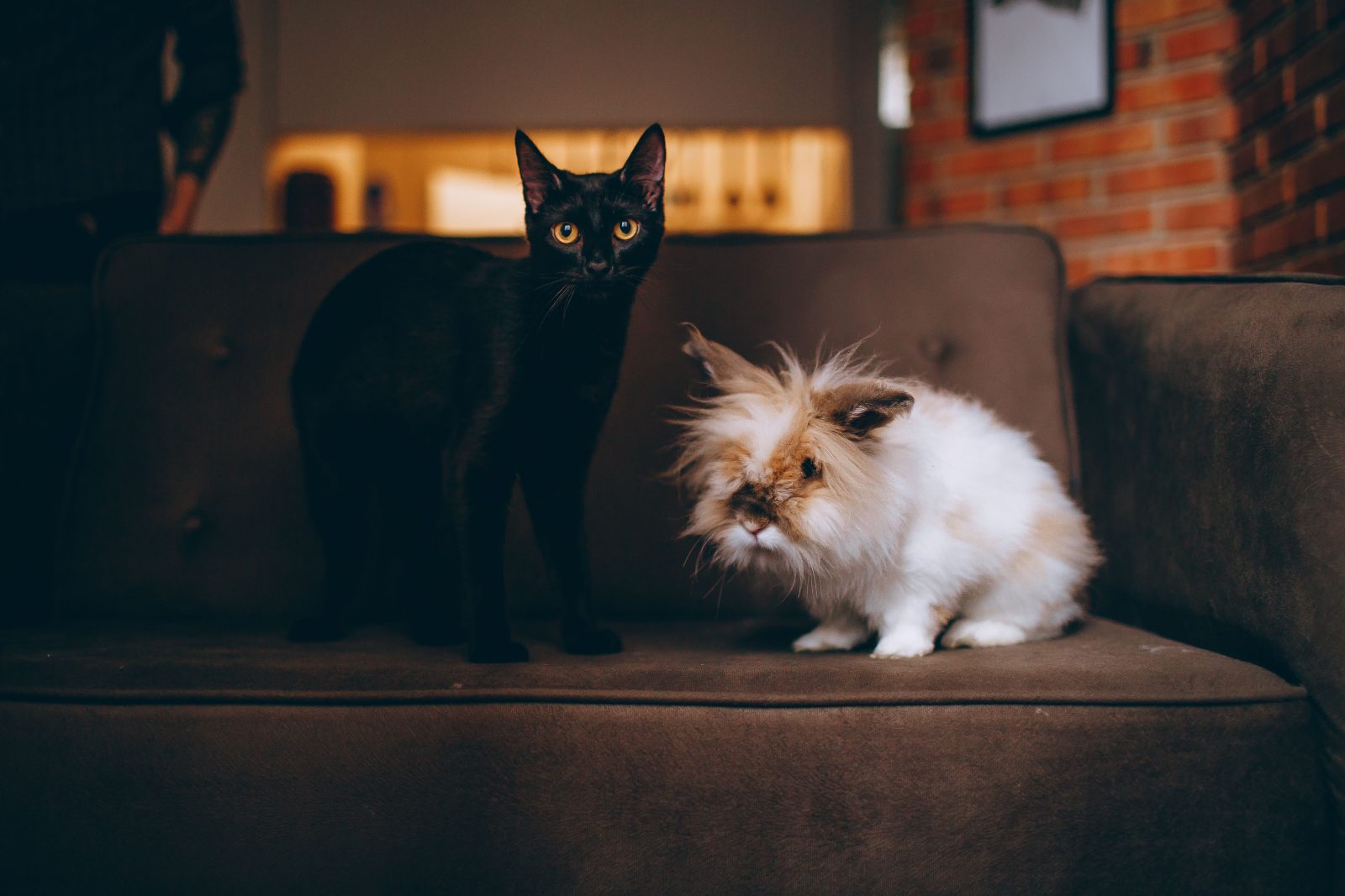 Pet owner choosing between a dog, cat, rabbit, fish and reptile.