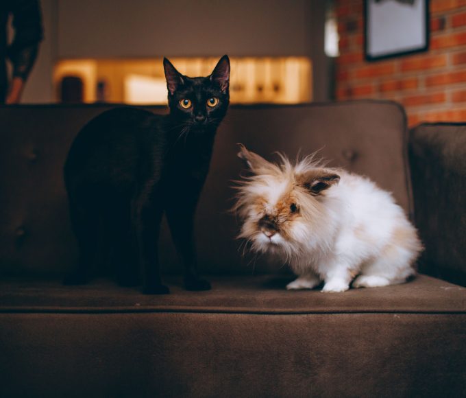 Pet owner choosing between a dog, cat, rabbit, fish and reptile.