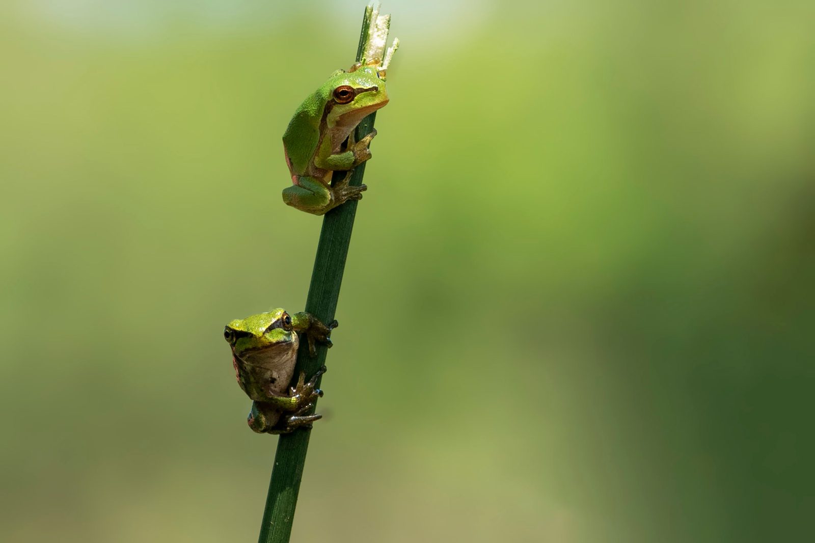A colourful frog sitting on a leaf
