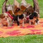 Rescue puppies from TEARS Animal Rescue at the Canine & Co Kloof Street grand opening in Cape Town.