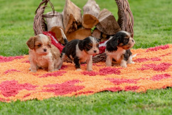 Rescue puppies from TEARS Animal Rescue at the Canine & Co Kloof Street grand opening in Cape Town.