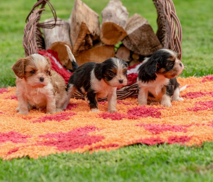 Rescue puppies from TEARS Animal Rescue at the Canine & Co Kloof Street grand opening in Cape Town.