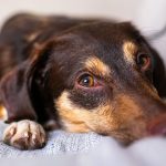 Dog lying on the floor after vomiting while being checked by its owner.