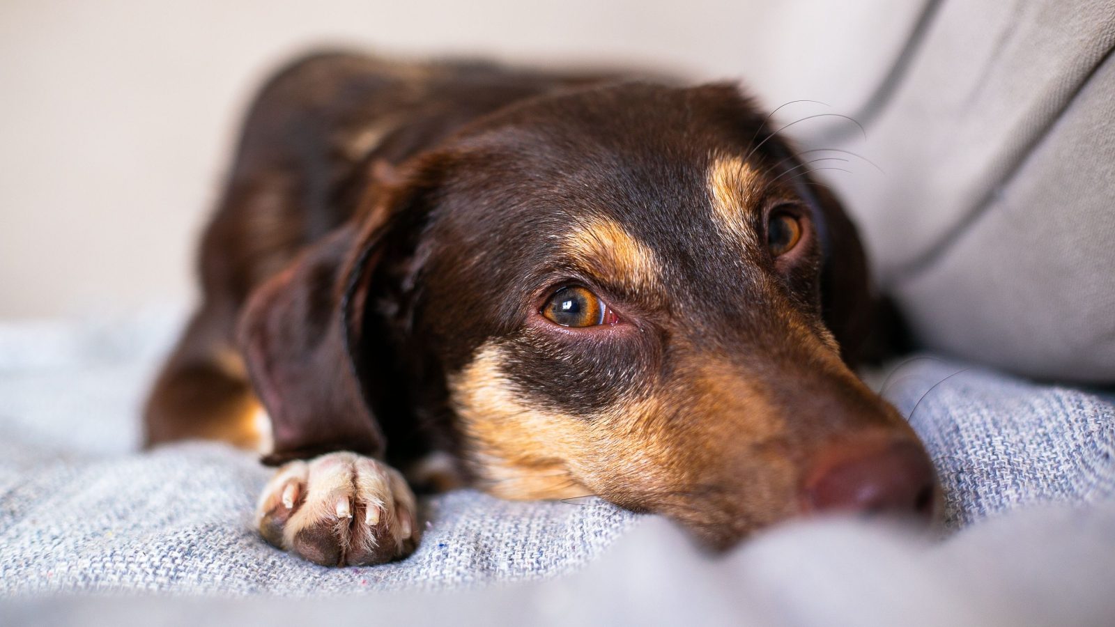 Dog lying on the floor after vomiting while being checked by its owner.