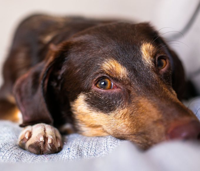 Dog lying on the floor after vomiting while being checked by its owner.