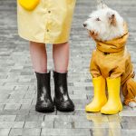 Dog wearing protective boots while walking on a hiking trail.