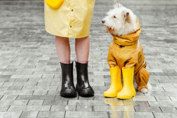 Dog wearing protective boots while walking on a hiking trail.